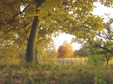 Vignes  l'autome prs du Gite en Alsace